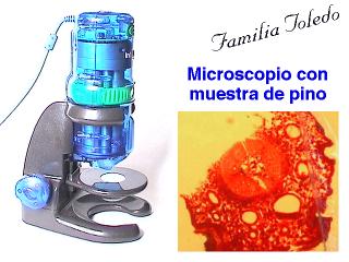 Microscopio con muestra de pino
